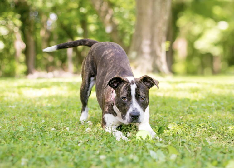 Probiotics for puppies with diarrhea 2025